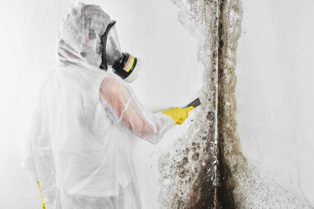 Best Attic Mold Removal  in Riviera Beach, FL