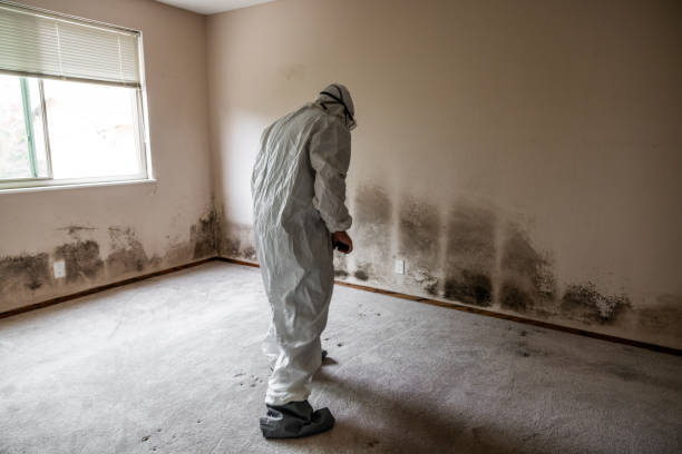 Mold Removal Process in Riviera Beach, FL