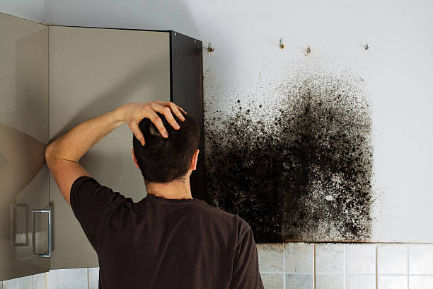 Office Mold Removal Services in Riviera Beach, FL