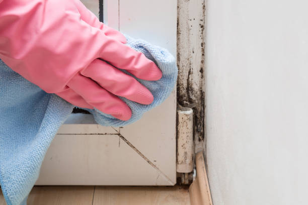 Riviera Beach, FL Mold Removal Company